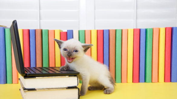 Forskare: Katter kan ha dialekt